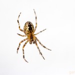 Tiere / 20130811_IMG_7309.jpg