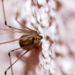 Tiere / 20130811_IMG_7688.jpg