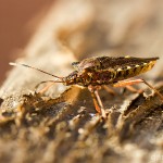 Tiere / 20130811_IMG_7747.jpg