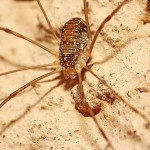 Tiere / 20130825_IMG_8259.jpg