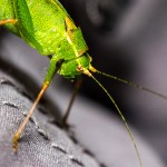 Tiere / 20130825_IMG_8274.jpg