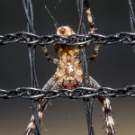 Tiere / 20130825_IMG_8319.jpg