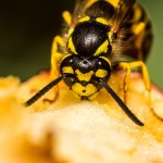Tiere / 20130825_IMG_8322.jpg