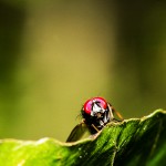 Tiere / 20130825_IMG_8396.jpg