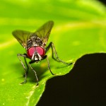 Tiere / 20130825_IMG_8408.jpg