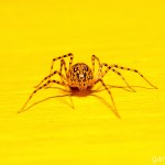 Tiere / 20130906_IMG_8495.jpg