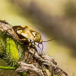 Tiere / 20130906_IMG_8665.jpg