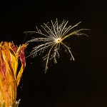 Pflanzen / 20130906_IMG_8687.jpg