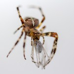 Tiere / 20130907_IMG_8867.jpg