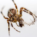 Tiere / 20130907_IMG_8888.jpg