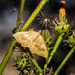 Tiere / 20130918_IMG_8744.jpg