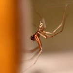 Tiere / 20130922_IMG_9330.jpg