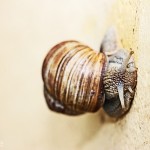 Tiere / 20131019_IMG_9335.jpg