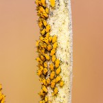 Tiere / 20131019_IMG_9586.jpg
