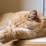 Tiere / 20150308_IMG_0266.jpg