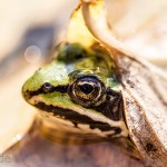 Tiere / 20150829_IMG_4797.jpg