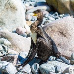 Tiere / 20150829_IMG_4825.jpg