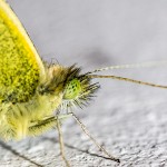 Tiere / 20160123_IMG_5380.jpg