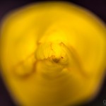Pflanzen / 20160519_IMG_6993.jpg