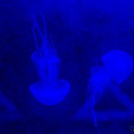 Tiere / 20160602_IMG_8007.jpg