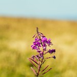 Pflanzen / 20160904_IMG_0223.jpg