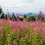 Pflanzen / 20160904_IMG_0618.jpg