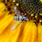 Tiere / 20160904_IMG_0974.jpg