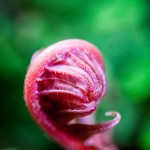 Pflanzen / 20170205_IMG_2521.jpg