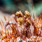 Pflanzen / 20170205_IMG_2660.jpg