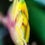 Pflanzen / 20170205_IMG_2695.jpg