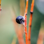 Pflanzen / 20170205_IMG_2783.jpg