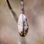 Pflanzen / 20170205_IMG_2916.jpg