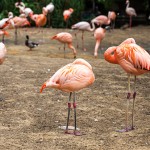Tiere / 20170608_IMG_6688.jpg