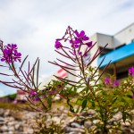Sonstiges / 20170730_IMG_8784.jpg