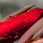 Pflanzen / 20170806_IMG_9089.jpg