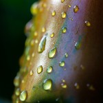 Pflanzen / 20170806_IMG_9100.jpg
