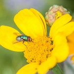 Tiere / 20170828_IMG_9905.jpg
