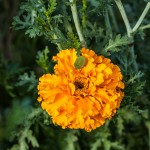 Pflanzen / 20170917_IMG_0245.jpg