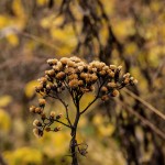 Pflanzen / 20171022_IMG_1945.jpg