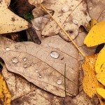 Pflanzen / 20171022_IMG_1954.jpg