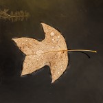 Pflanzen / 20171022_IMG_1962.jpg