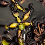 Pflanzen / 20171022_IMG_1965.jpg