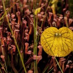 Pflanzen / 20171022_IMG_1990.jpg