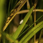 Pflanzen / 20171022_IMG_2015.jpg