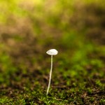 Pflanzen / 20171022_IMG_2069.jpg