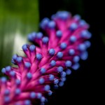 Pflanzen / 20171022_IMG_2077.jpg