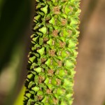 Pflanzen / 20171022_IMG_2094.jpg