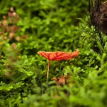 Pflanzen / 20171022_IMG_2202.jpg