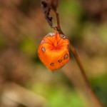 Pflanzen / 20171022_IMG_2312.jpg
