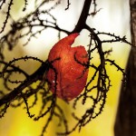 Pflanzen / 20171022_IMG_2368.jpg